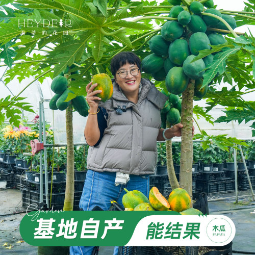 海蒂的花园旗舰店木瓜盆栽苗树苗南方种植庭院盆栽地栽果树果苗