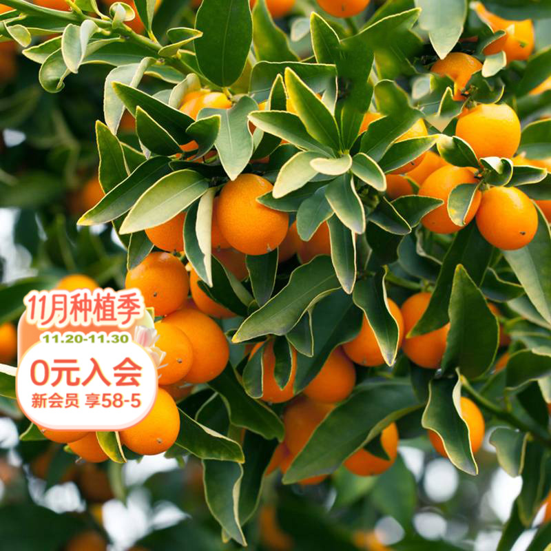 海蒂的花园家庭种植果树