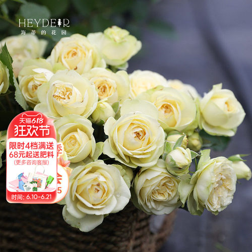 基地自产月季花苗多头勤花