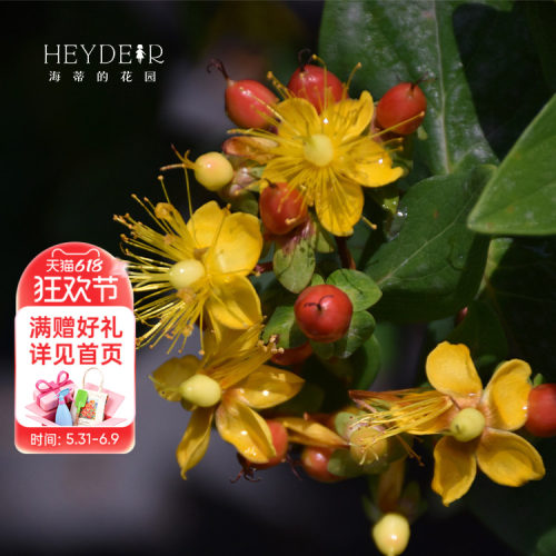 金丝桃花叶同赏切花材料
