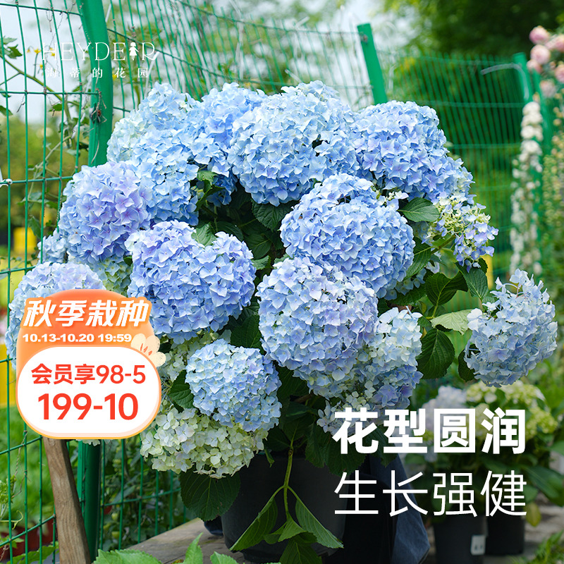 海妈家自产绣球花苗新手易养