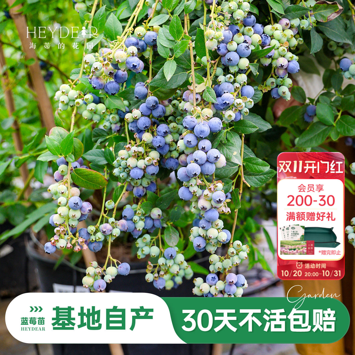 海蒂的花园旗舰店蓝莓树果苗盆栽水果树苗阳台花卉绿植