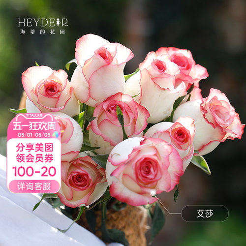 海蒂的花园旗舰店新手切花月季盆栽艾莎蓝莓蛋糕切花朱丽叶玫瑰苗
