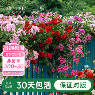 海蒂的花园旗舰店天竺葵带花苞盆栽花吊盆阳台庭院花卉植物盆栽苗