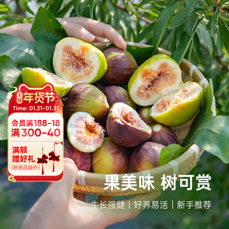 海蒂的花园无花果多年生果树庭院花园水果树苗盆栽苗,鲜花速递/花卉仿真/绿植园艺,果树,淘宝优惠券,粉丝福利购,淘宝优惠卷