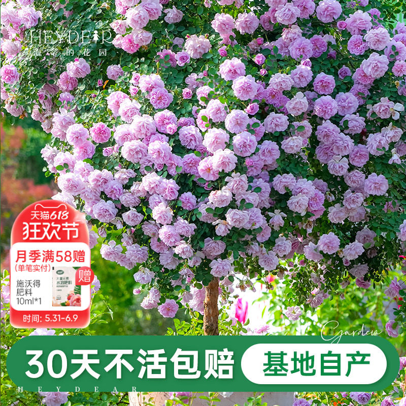 海蒂的花园旗舰店月季小苗花卉盆栽植物果汁阳台微型月季爬藤月季