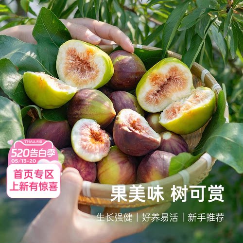 海蒂的花园无花果盆栽苗