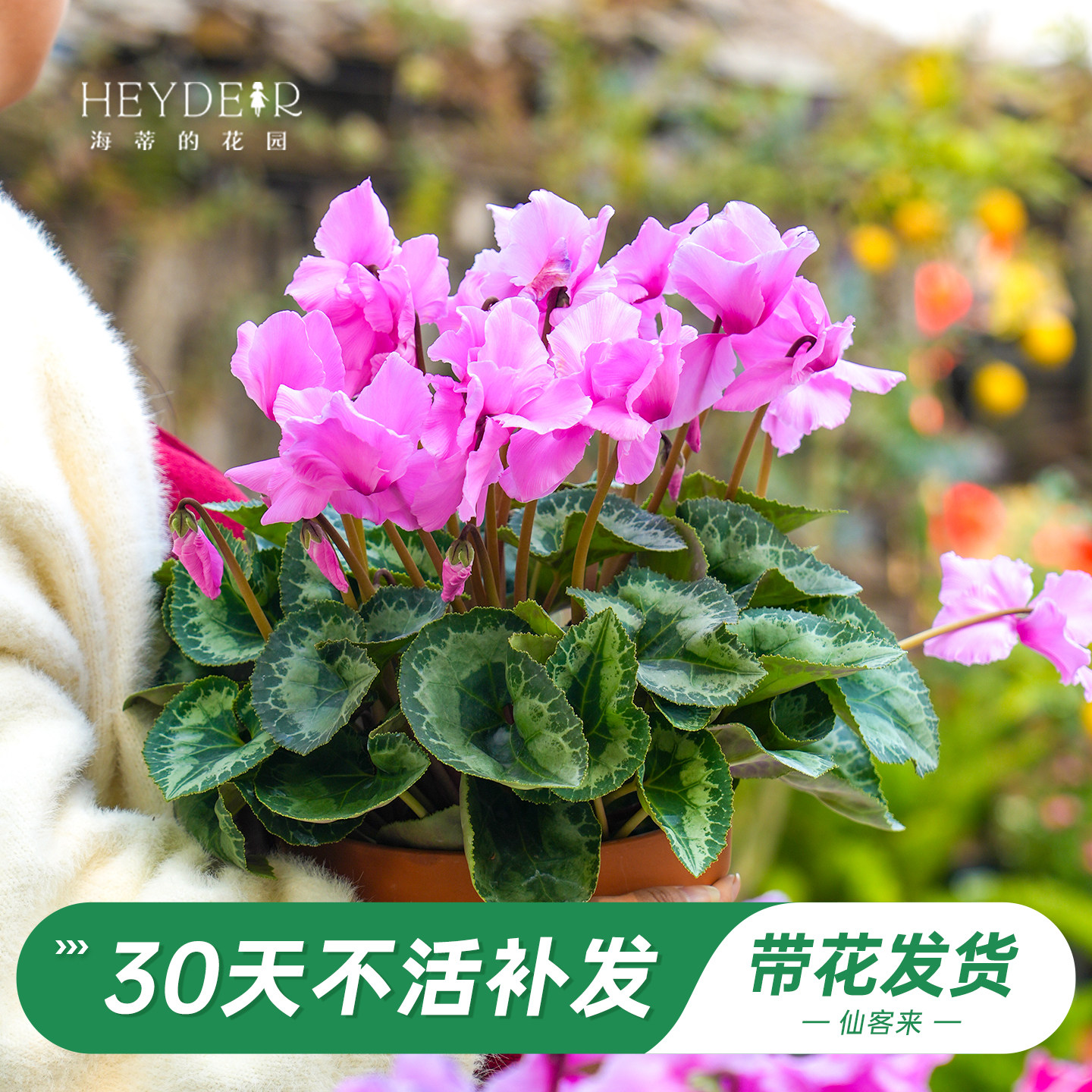 海蒂的花园旗舰店仙客来盆栽苗冬季开花客厅办公桌花卉植物室内花