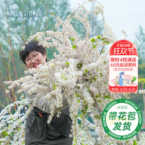 海妈家雪柳盆栽带花苞发货
