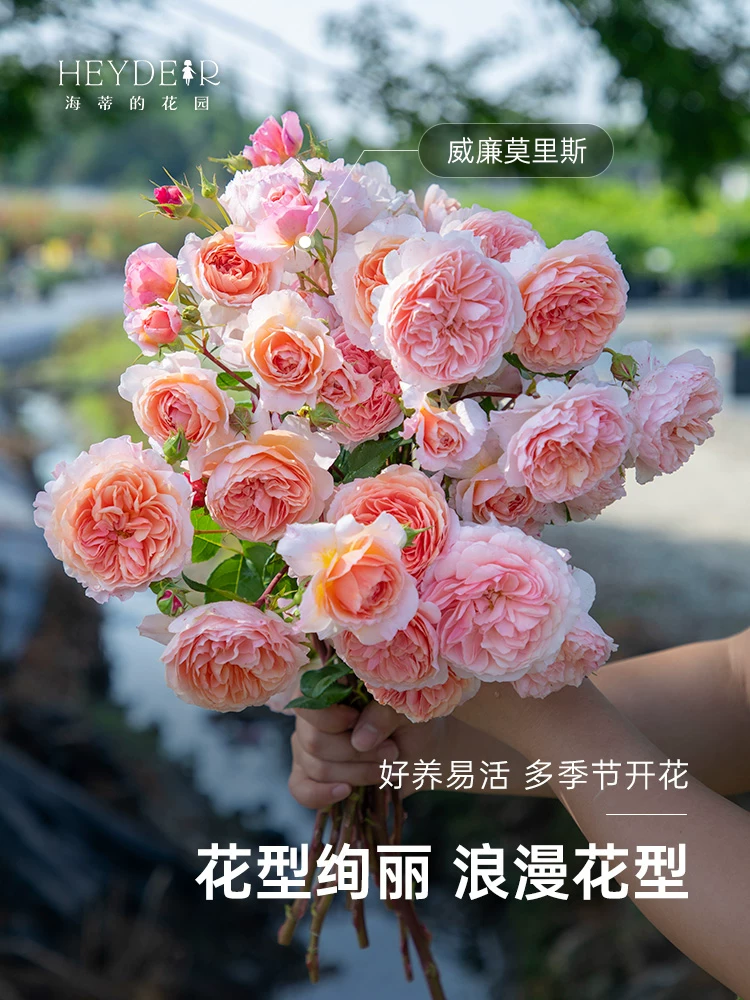Флагманский магазин Heidi's Garden Розовые ростки цветы в горшке Балкон ростки вьючные растения Городской двор Балкон