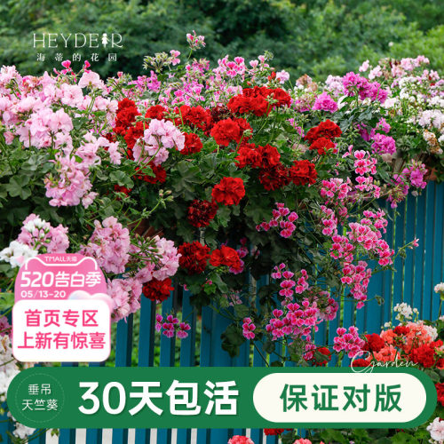 海蒂盆栽苗阳台垂吊天竺葵