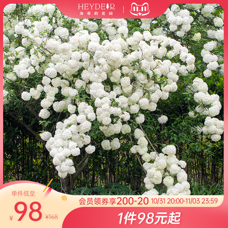 海蒂的花园中华木绣球斗球灌木花卉庭院大型造景木本植物盆栽树苗