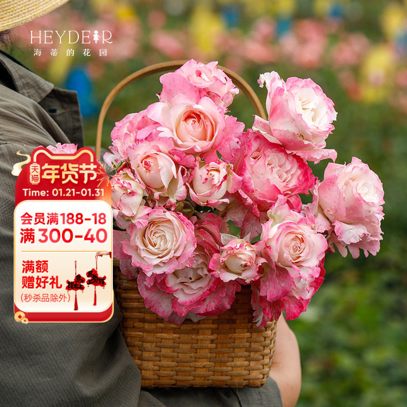 海蒂的花园六翼天使河本月季勤花抗病丰花玫瑰阳台庭院花卉盆栽苗,鲜花速递/花卉仿真/绿植园艺,月季/蔷薇/玫瑰,淘宝优惠券,粉丝福利购,淘宝优惠卷