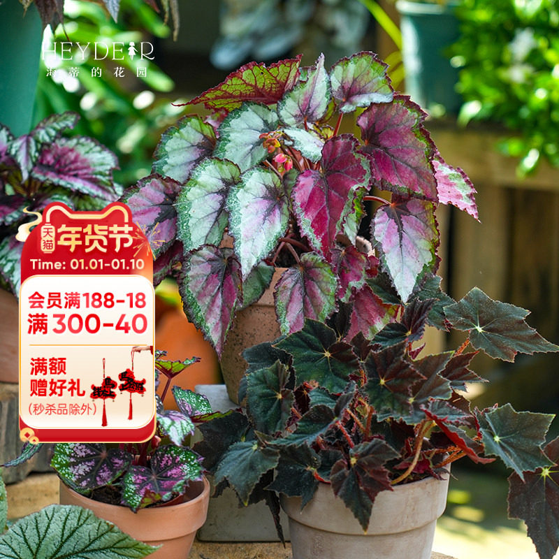 海蒂的花园旗舰店秋海棠绿植室内盆栽桌面绿植花卉办公室植物苗