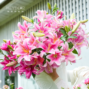 花园旗舰店百合种球进口重瓣香水切花品种球根植物裸球根 海蒂