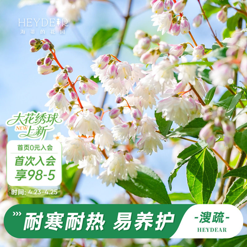 海蒂的花园溲疏爱丽丝粉铃铛等庭院楼顶造景花灌木花卉植物盆栽苗