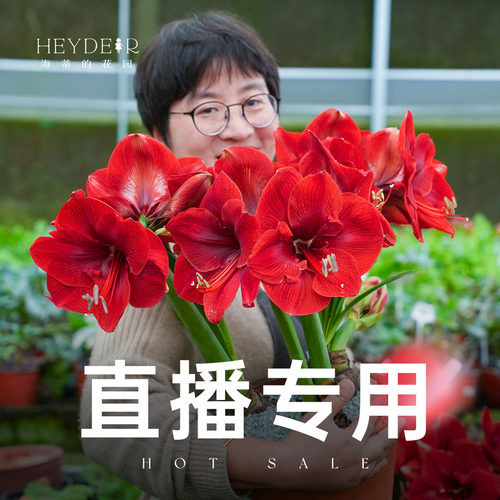 海蒂的花园自产月季盆栽