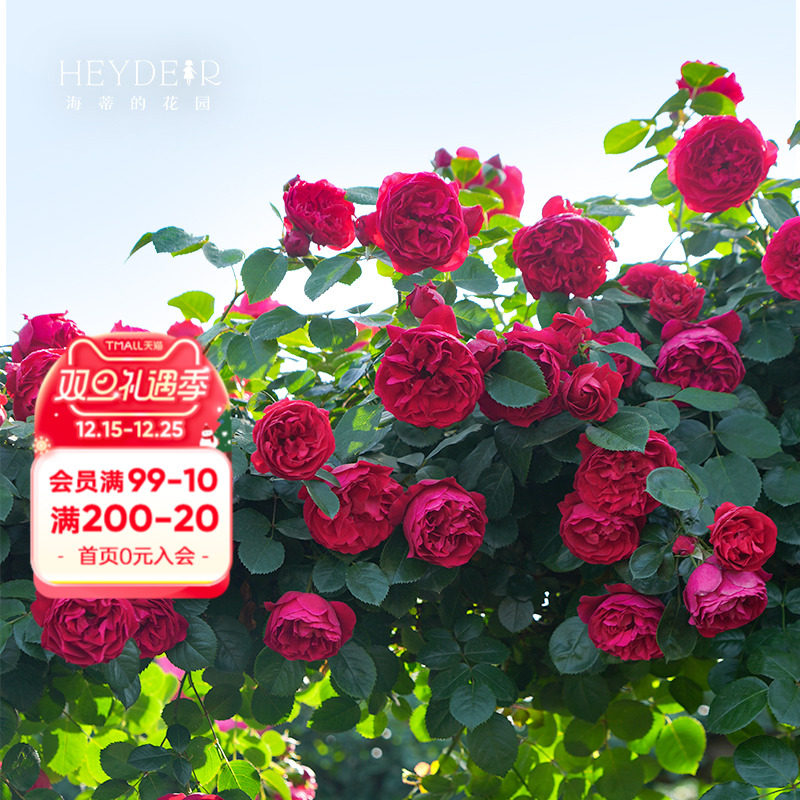 ���ٵĻ�԰�콢�������¼������׵��Ȼ�ǽ�����ٱ���������ֲ����