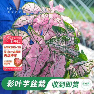 海蒂的花园彩叶芋盆栽苗