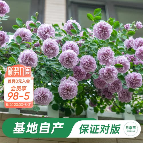 海蒂的花园蓝色阴雨月季