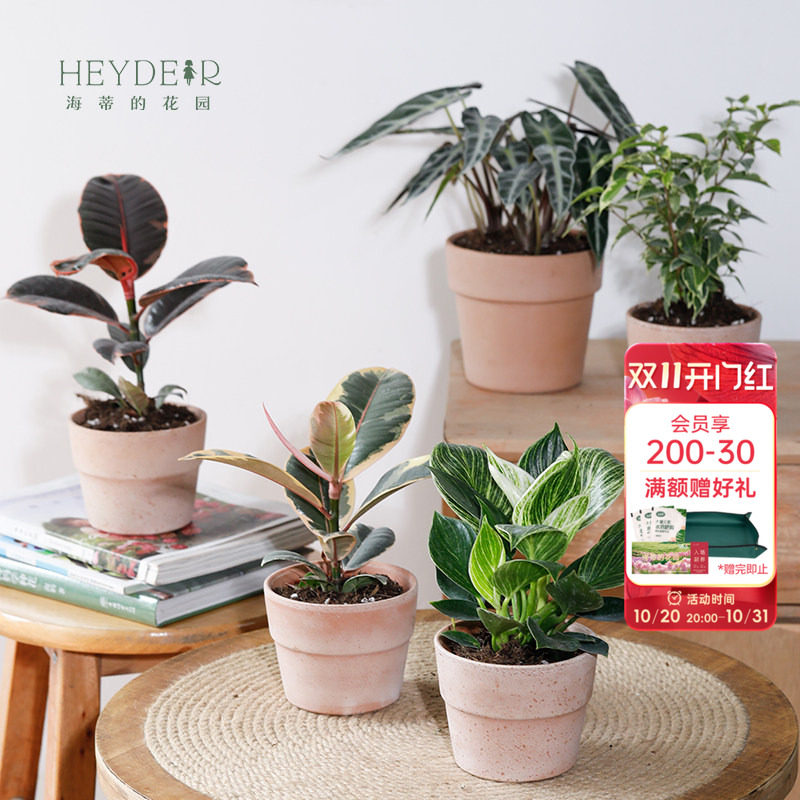 海蒂的花园旗舰店室内植物盆栽龟背竹秋海棠蔓绿绒办公室桌面绿植