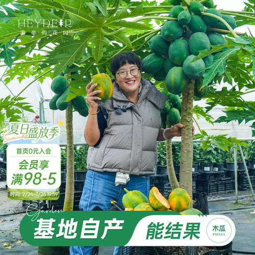 海蒂的花园旗舰店木瓜盆栽苗树苗南方种植庭院盆栽地栽果树果苗