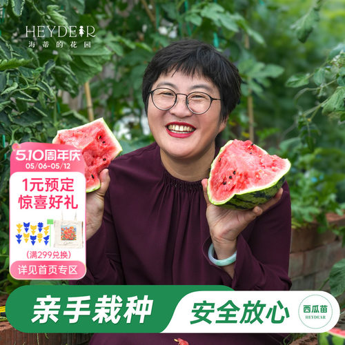 海蒂的花园8424西瓜秧苗可结果