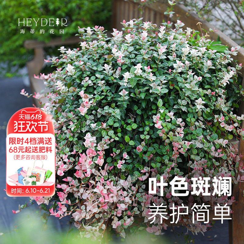 海蒂的花园官方旗舰店花叶络石盆栽苗垂吊观叶耐热花卉植物护盆草