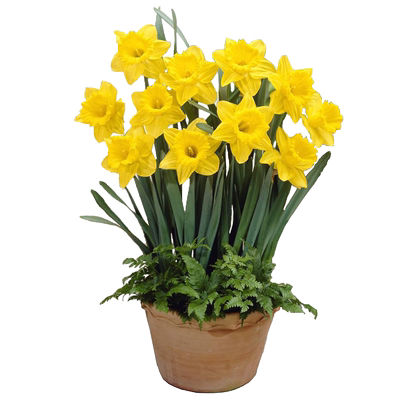 洋水仙种球包对版包发芽