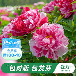 海蒂的花园菏泽牡丹花苗庭院阳台盆栽好养花卉盆栽植物裸根苗预售