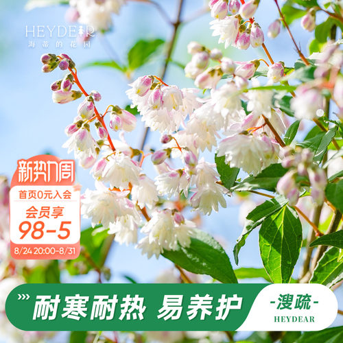 海蒂的花园溲疏铃铛庭院盆栽苗