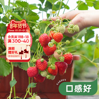 基地自产草莓苗安全可口