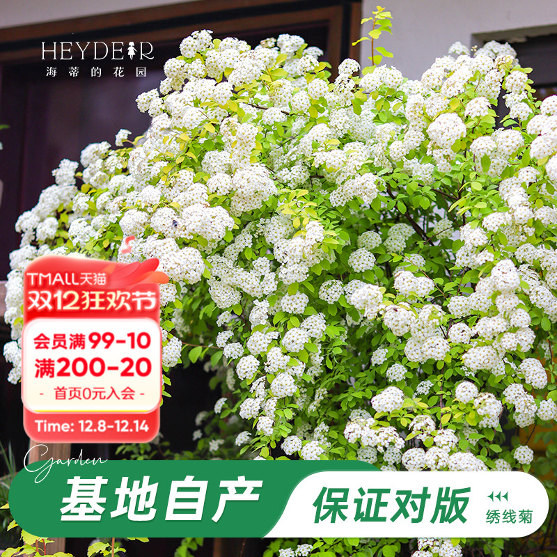 海妈家耐寒花灌木北方露天过冬