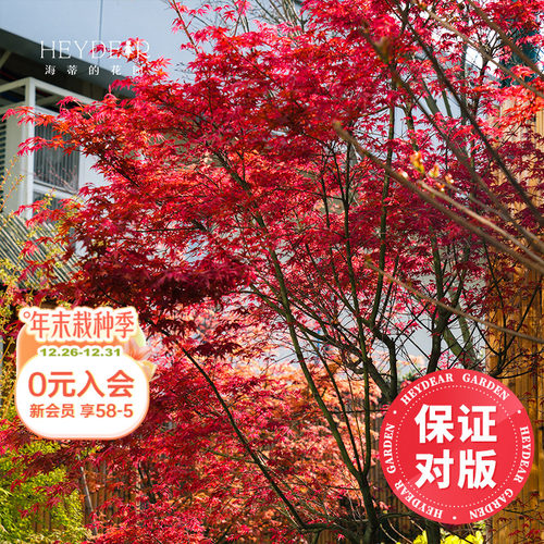 海妈家枫树盆栽颜色丰富包对版