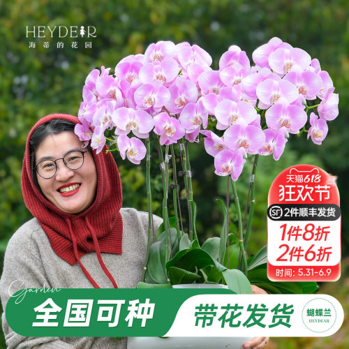【品牌保障】A级蝴蝶兰带花发货