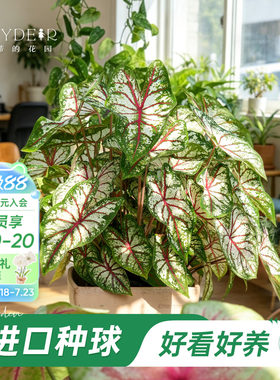 好种易发芽室内可栽种