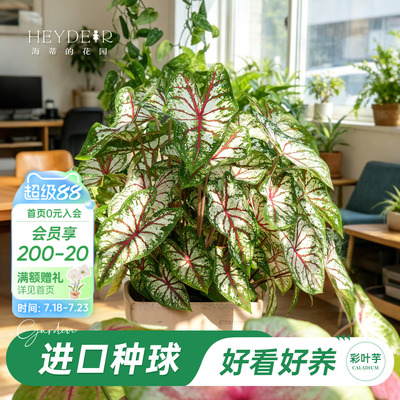 好种易发芽室内可栽种