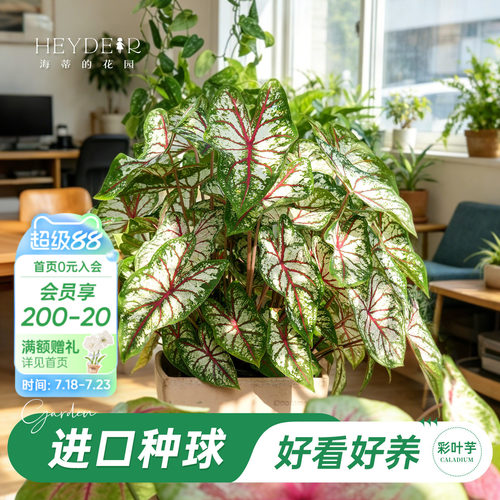 好种易发芽室内可栽种
