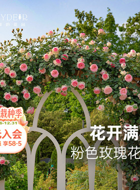 海蒂的花园旗舰店粉色龙沙宝石月季花苗爬藤植物盆栽庭院蔷薇花苗