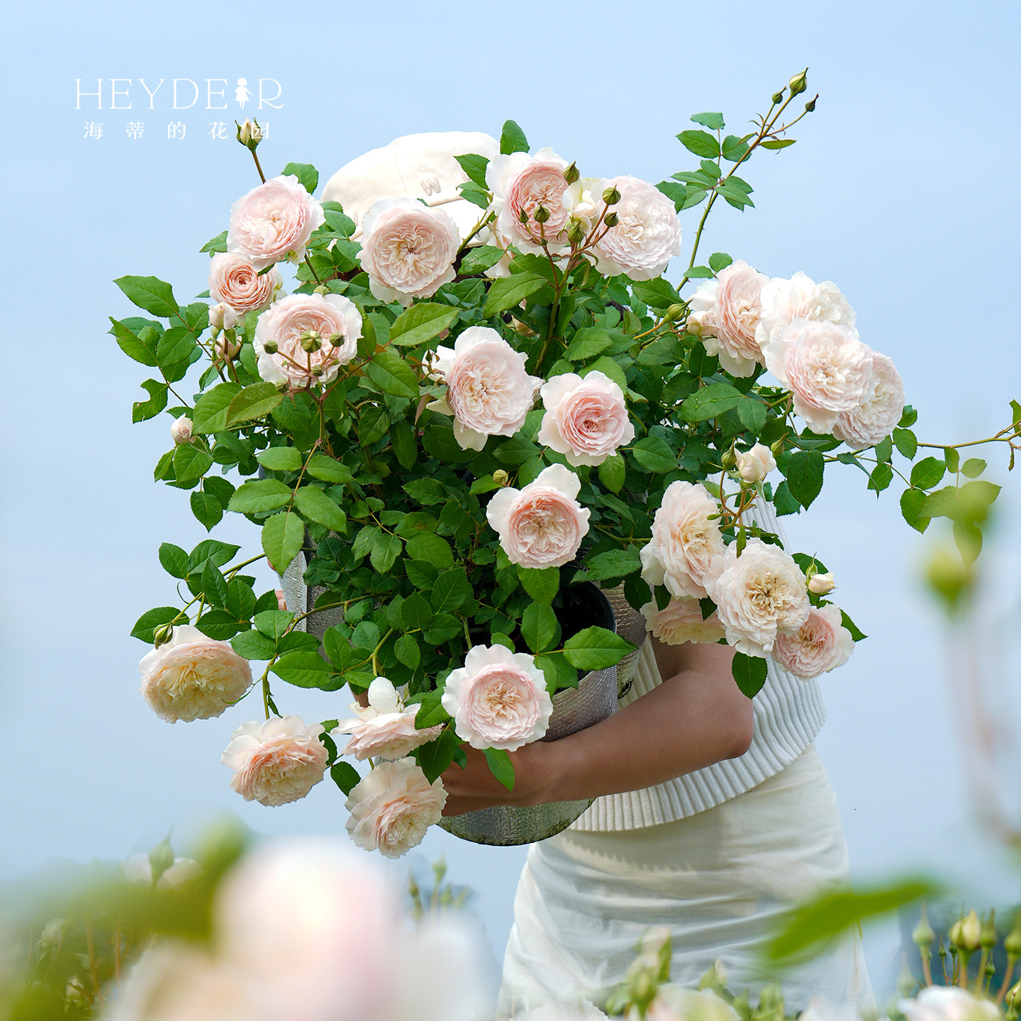 海蒂的花园美咲浓香粉色月季勤花好养阳台庭院木本花卉植物盆栽苗,鲜花速递/花卉仿真/绿植园艺,月季/蔷薇/玫瑰,淘宝优惠券,粉丝福利购,淘宝优惠卷
