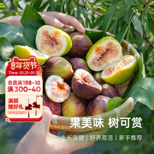 海蒂的花园无花果多年生果树庭院花园水果树苗盆栽苗