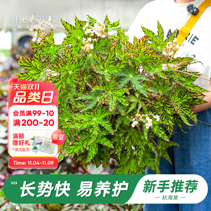 办公室绿植室内开花植物