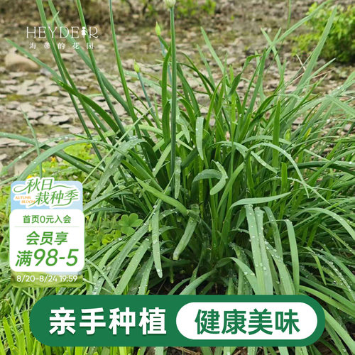 海蒂的花园 韭菜苗带土菜苗盆栽苗易养多年生家庭阳台庭院蔬菜苗