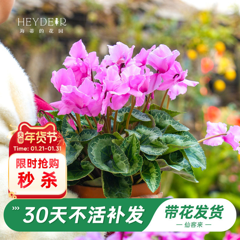 海蒂的花园旗舰店仙客来盆栽苗冬季开花客厅办公桌花卉植物室内花,鲜花速递/花卉仿真/绿植园艺,红掌/凤梨/温室花卉,淘宝优惠券,粉丝福利购,淘宝优惠卷