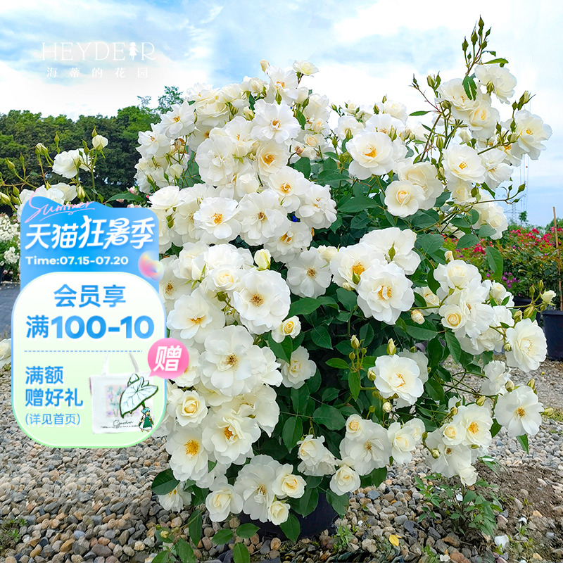 海蒂的花园灌木盆栽苗花卉植物
