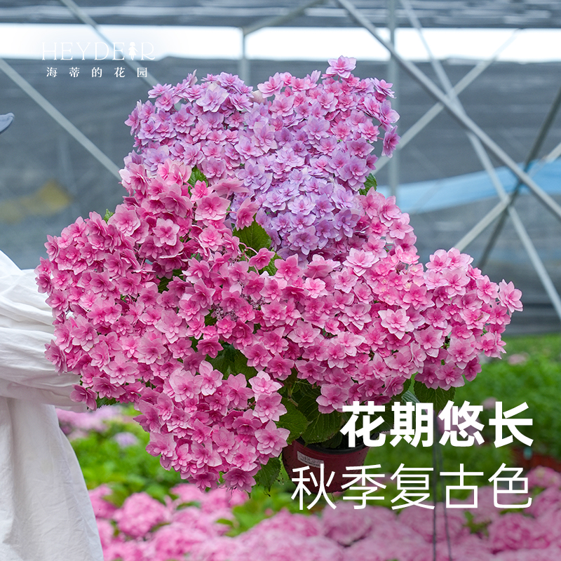 海蒂的花园重瓣绣球复古腔调