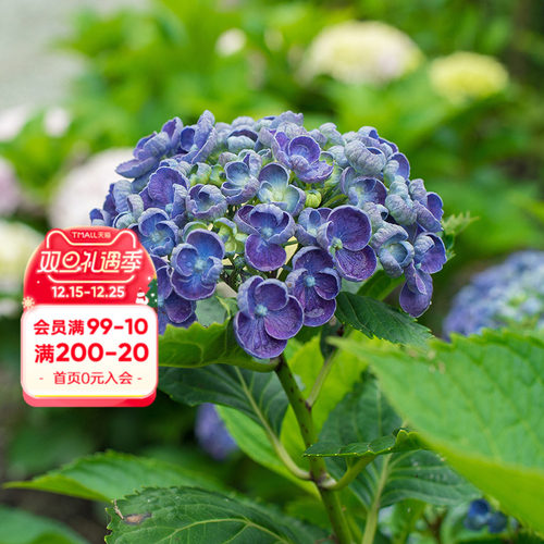 海蒂的花园大花绣球爆米花花卉