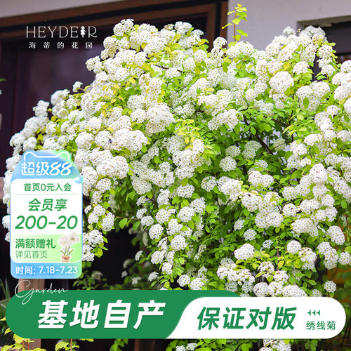 海妈家耐寒花灌木北方露天过冬
