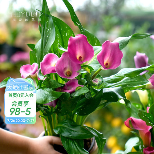多年生庭院彩色马蹄莲海蒂的花园