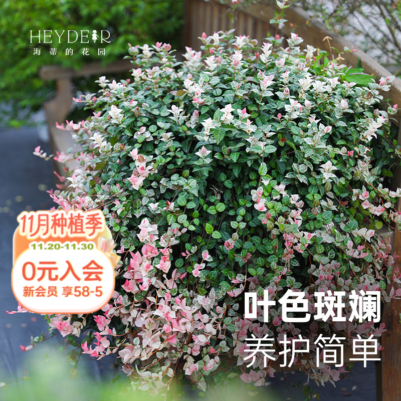 网红观叶植物叶片颜色丰富